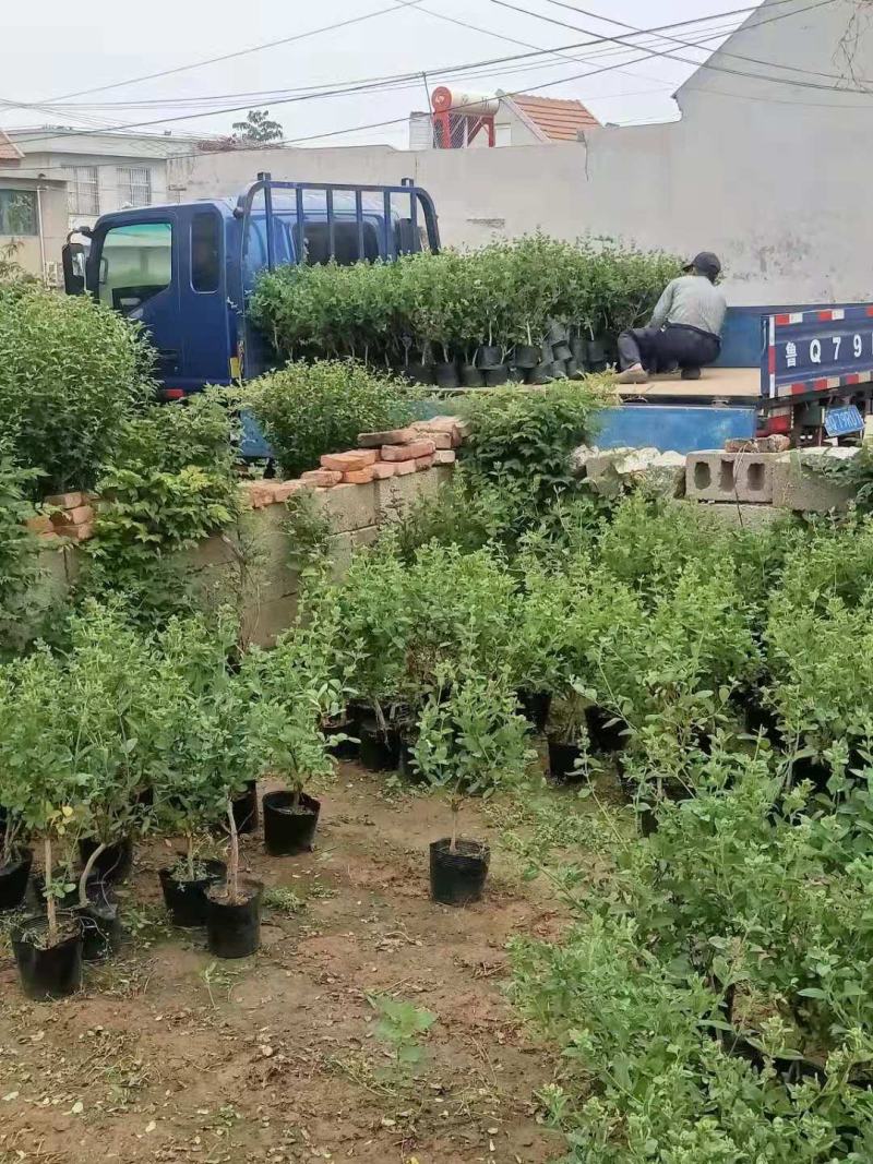四季金银花苗盆栽