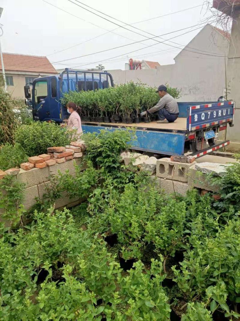 四季金银花苗盆栽