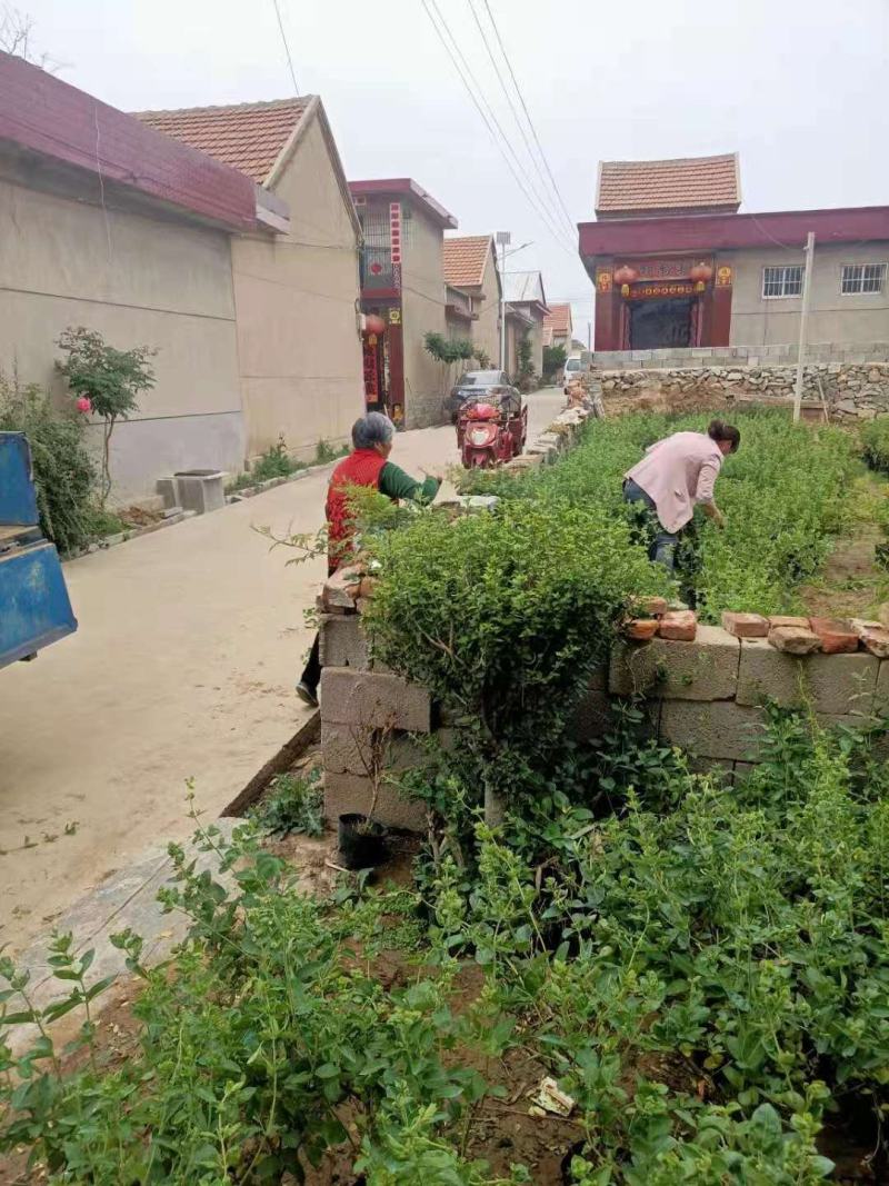 四季金银花苗盆栽