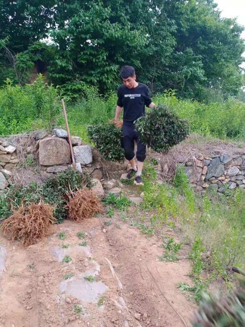 四季金银花苗盆栽