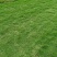 马尼拉草皮基地直销无中介