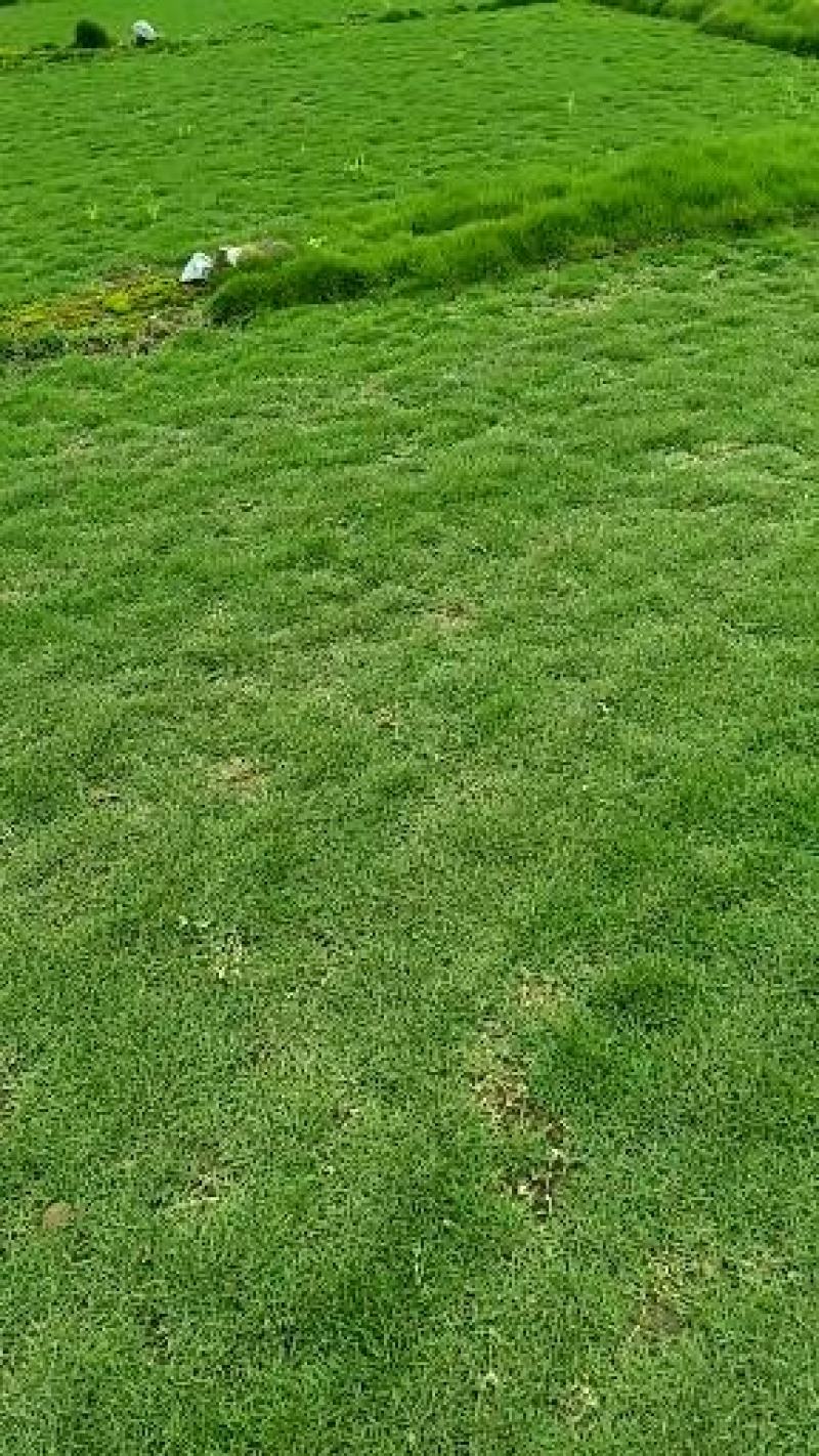 马尼拉草皮基地直销无中介