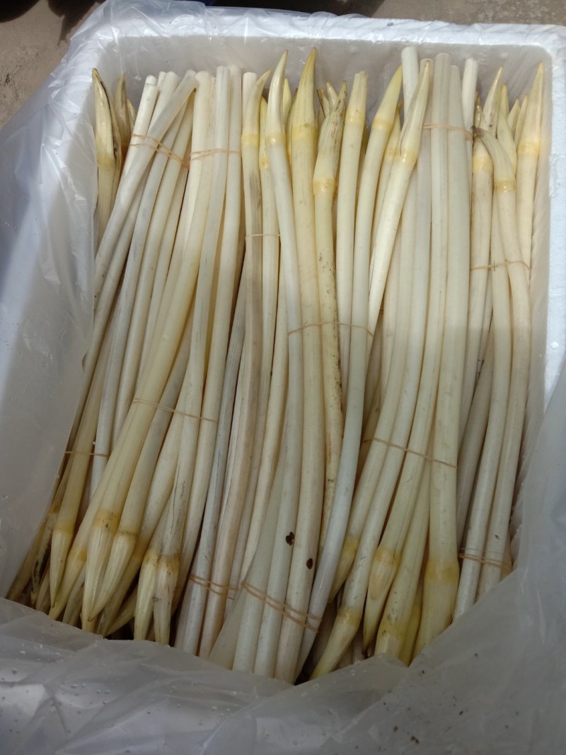当日起货，品质新鲜，保证质量！