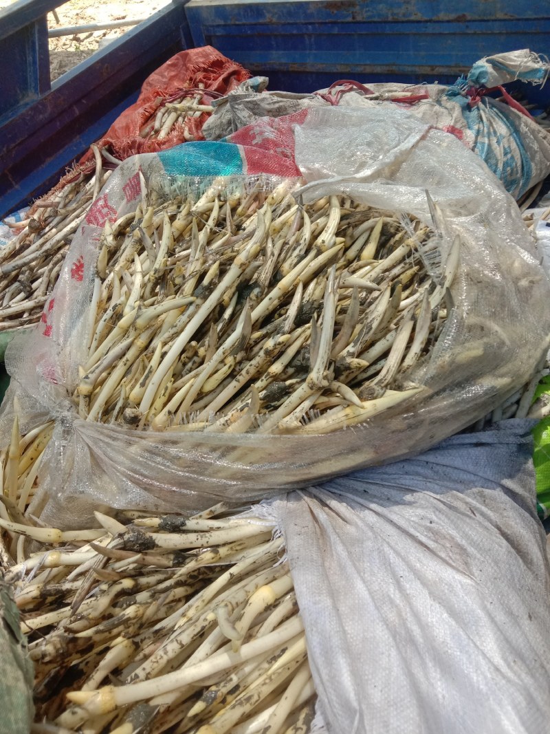 当日起货，品质新鲜，保证质量！