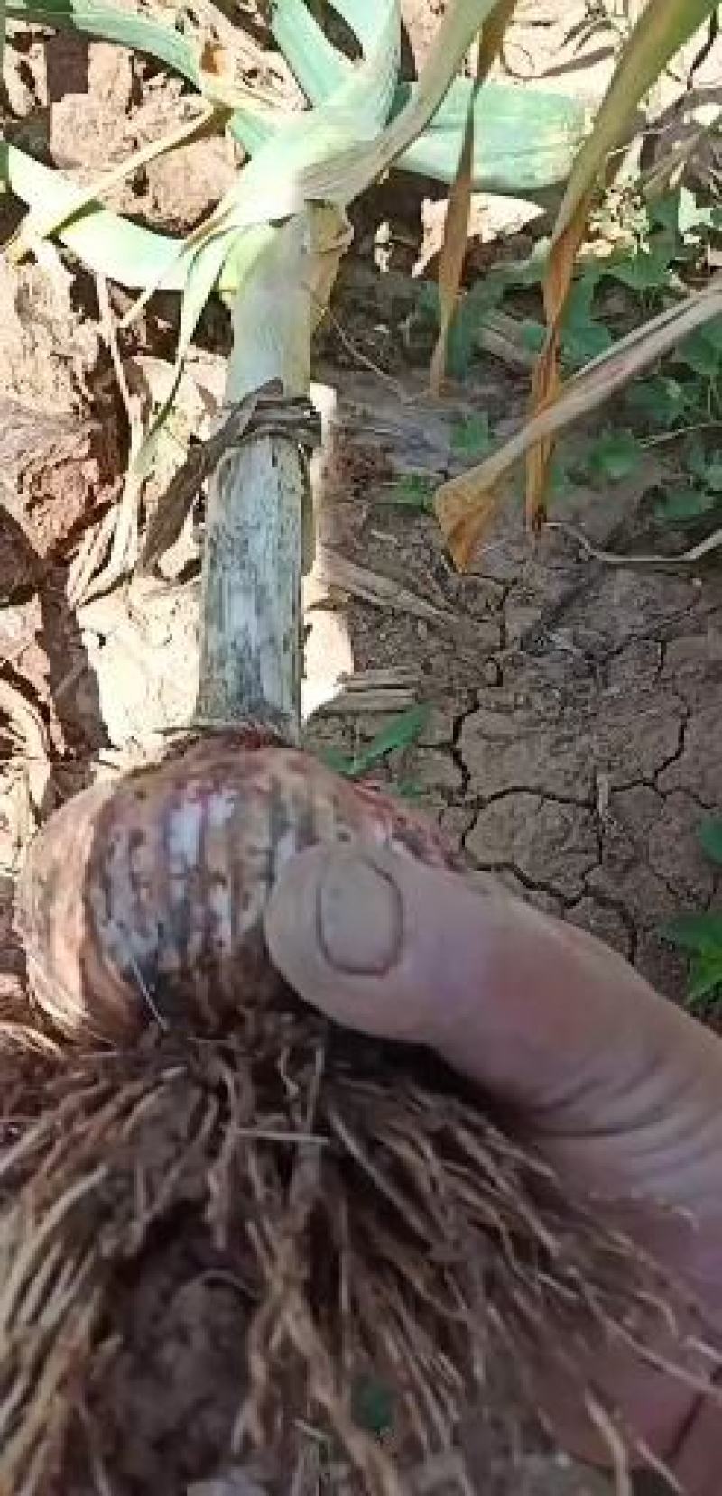 大名紫红皮大蒜