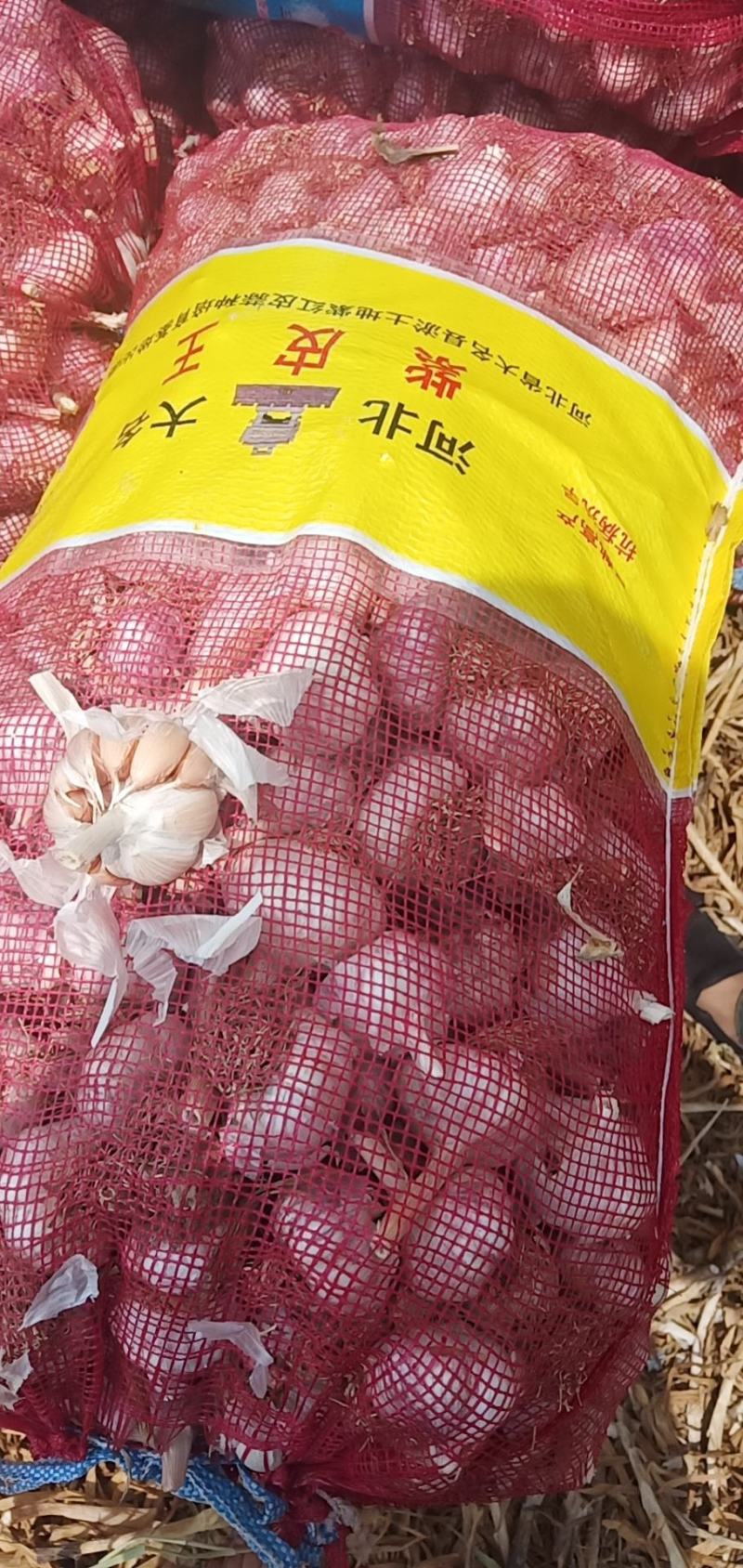 大名紫红皮大蒜