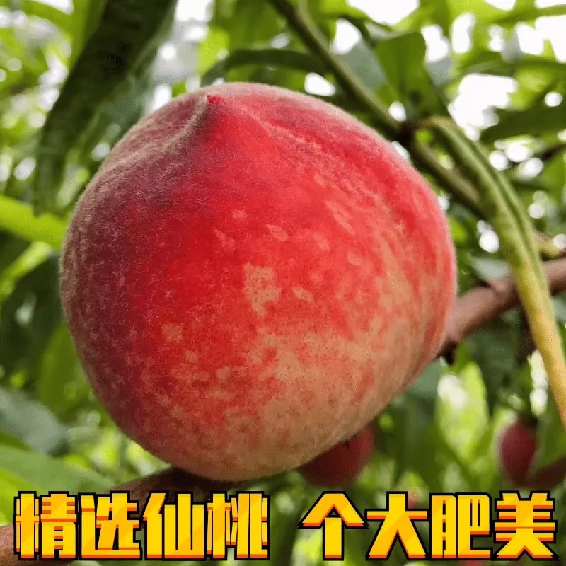 突围桃大量上市支持全国发货可对接电商
