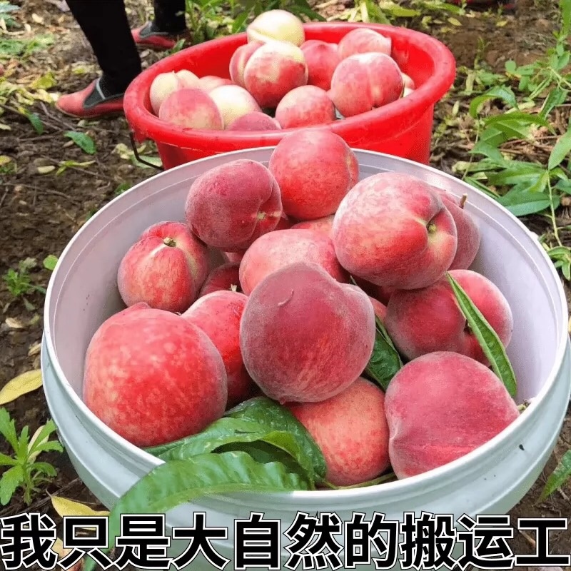 突围桃大量上市支持全国发货可对接电商