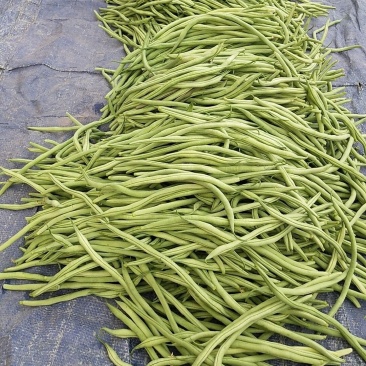 甘肃豆王