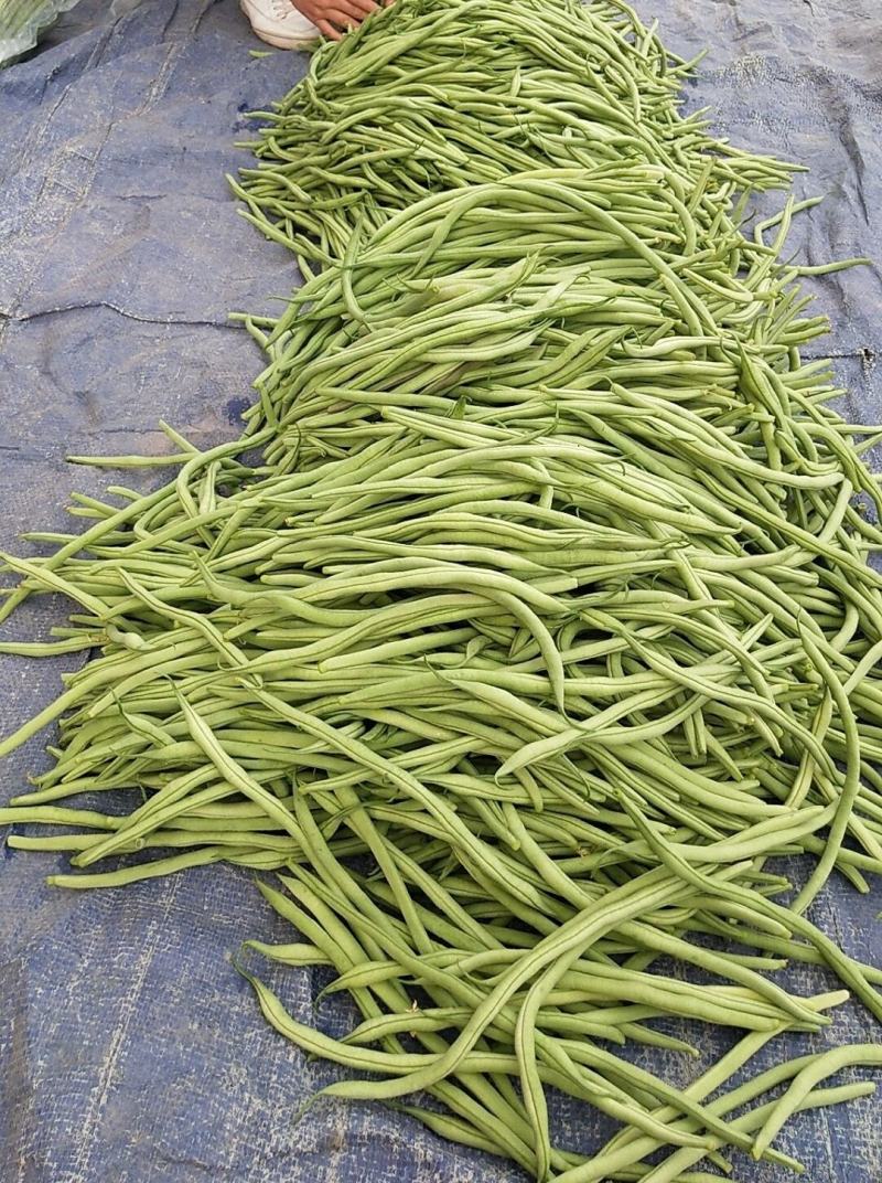 甘肃豆王