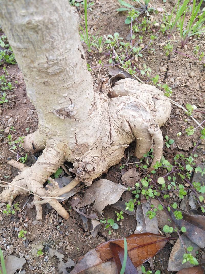日照本地流苏嫁接桂花（低于市场价格出售，捡破烂勿扰！）