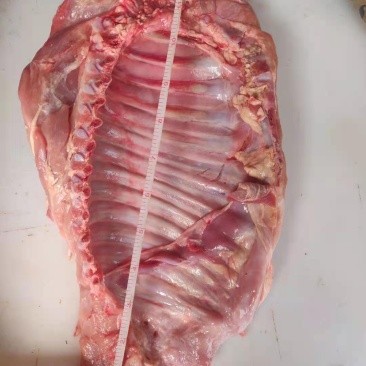精品乳牛排厂家直发一手货源欢迎选购