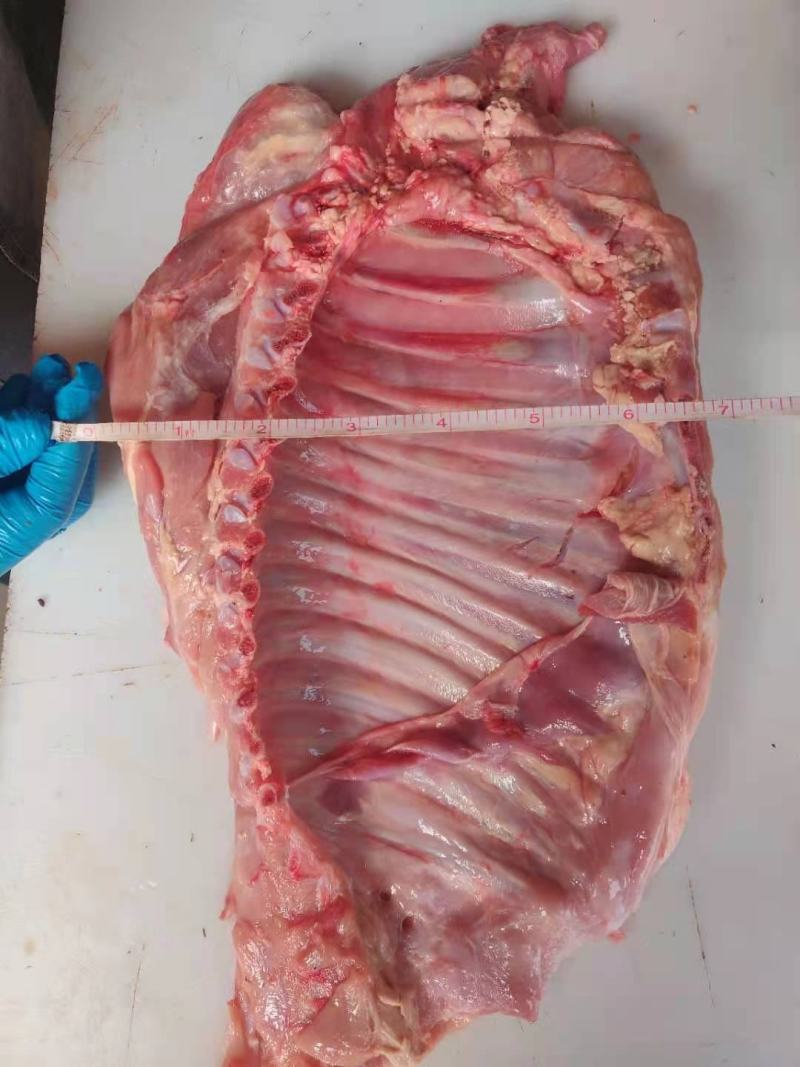 精品乳牛排厂家直发一手货源欢迎选购