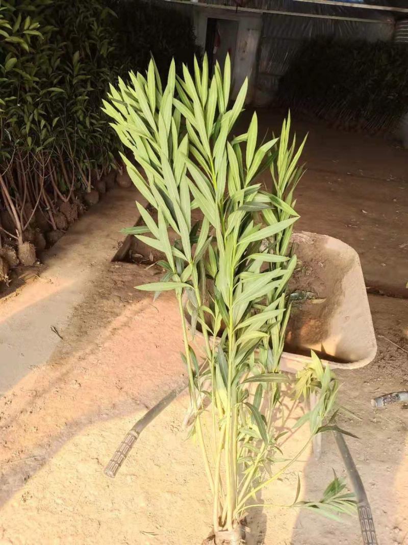 夹竹桃，规格齐全，适应公园绿化，小区绿化，工程绿化，