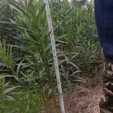 夹竹桃，规格齐全，适应公园绿化，小区绿化，工程绿化，