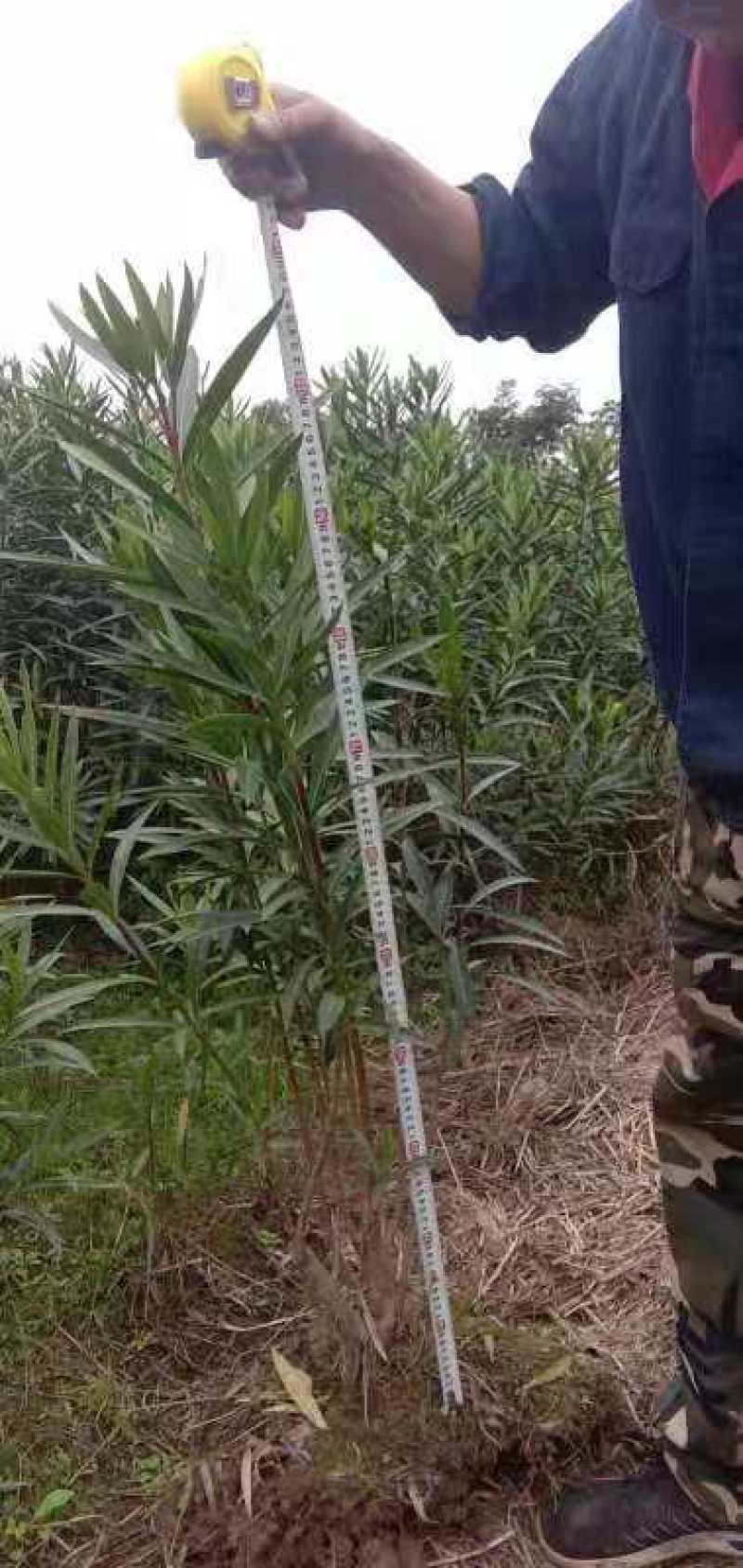 夹竹桃，规格齐全，适应公园绿化，小区绿化，工程绿化，