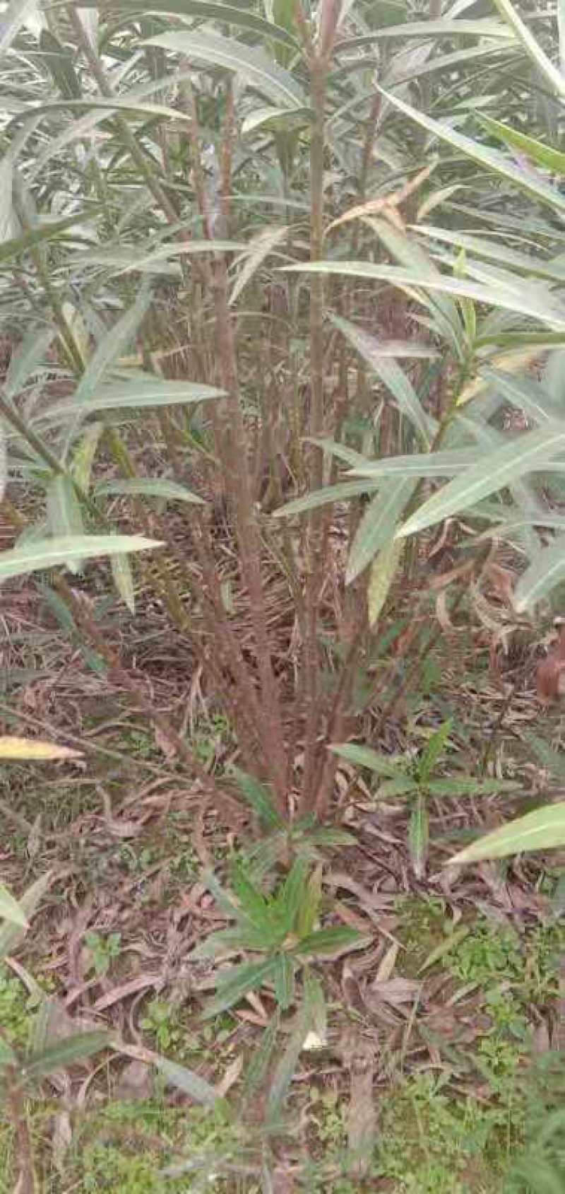 夹竹桃，规格齐全，适应公园绿化，小区绿化，工程绿化，