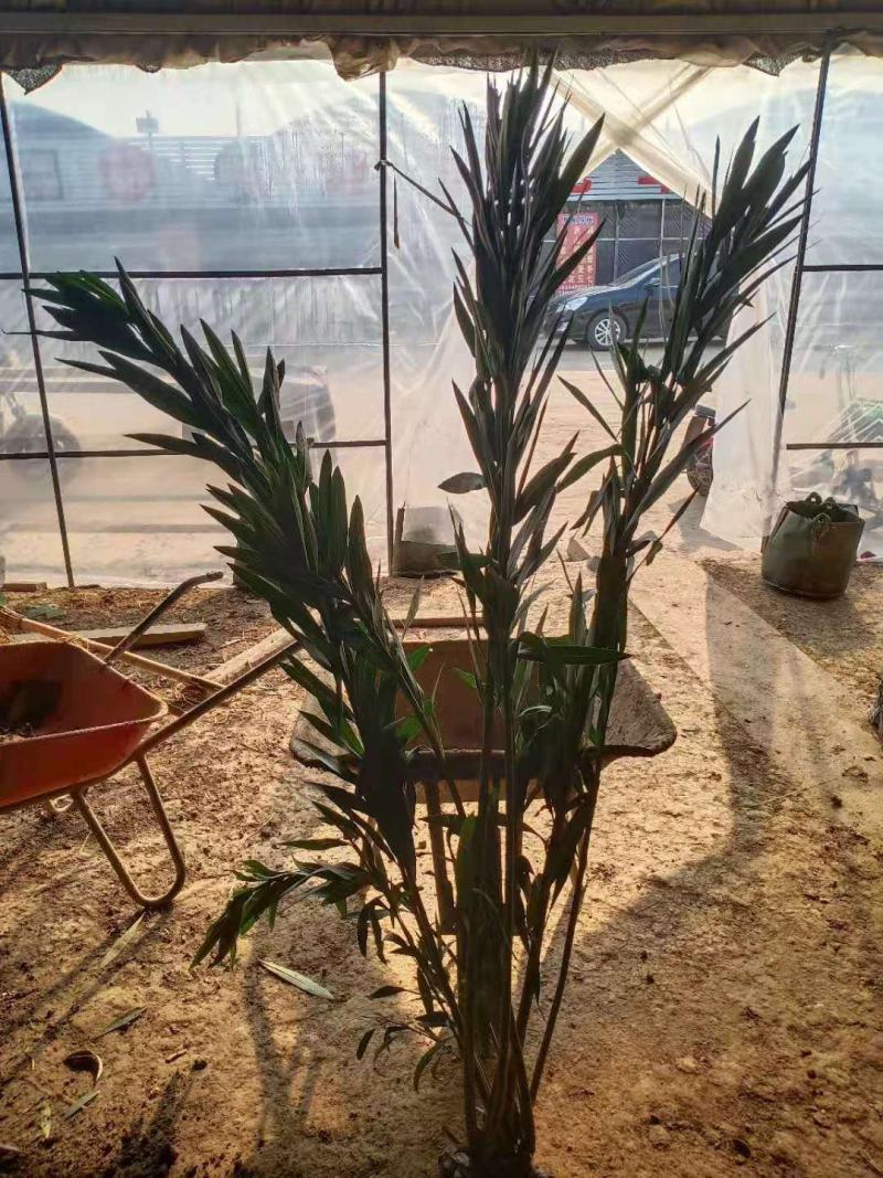 夹竹桃，规格齐全，适应公园绿化，小区绿化，工程绿化，