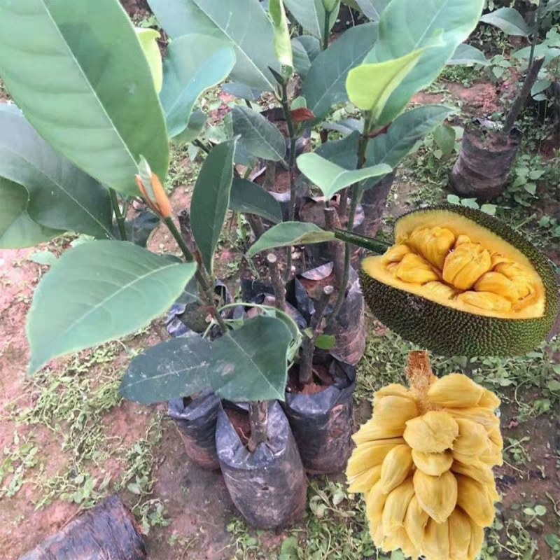 正宗海南榴莲蜜嫁接苗湿包菠萝蜜苗南方水果树苗带泥带叶子发