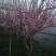 日照本地流苏嫁接桂花（低于市场价格出售，捡破烂勿扰！）