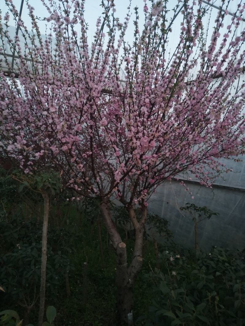 日照本地流苏嫁接桂花（低于市场价格出售，捡破烂勿扰！）
