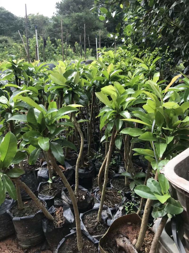 人心果苗杯苗盆栽苗实生苗包邮