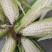 白糯玉米有甜加糯玉米白玉米香甜糯包谷