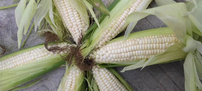 白糯玉米有甜加糯玉米白玉米香甜糯包谷