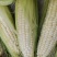 白糯玉米有甜加糯玉米白玉米香甜糯包谷