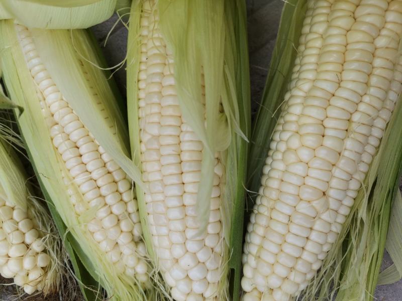 白糯玉米有甜加糯玉米白玉米香甜糯包谷