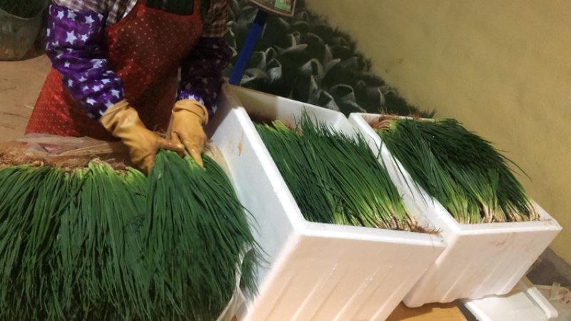 【优质】云南香葱基地产地直销，量大从优，欢迎看货！