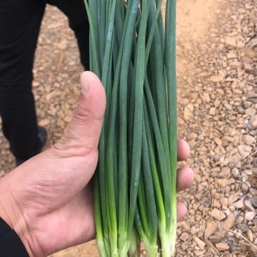 【优质】云南香葱基地产地直销，量大从优，欢迎看货！