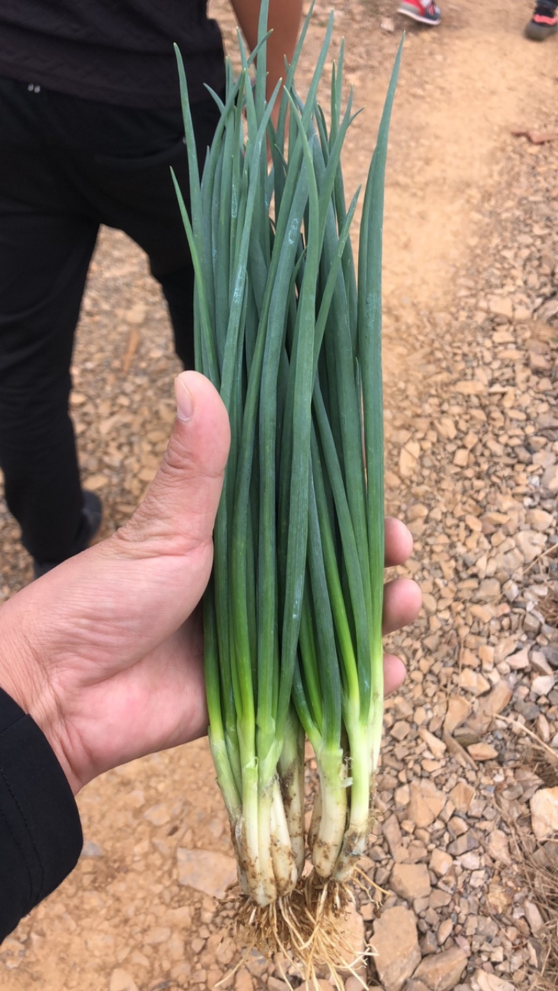 【优质】云南香葱基地产地直销，量大从优，欢迎看货！