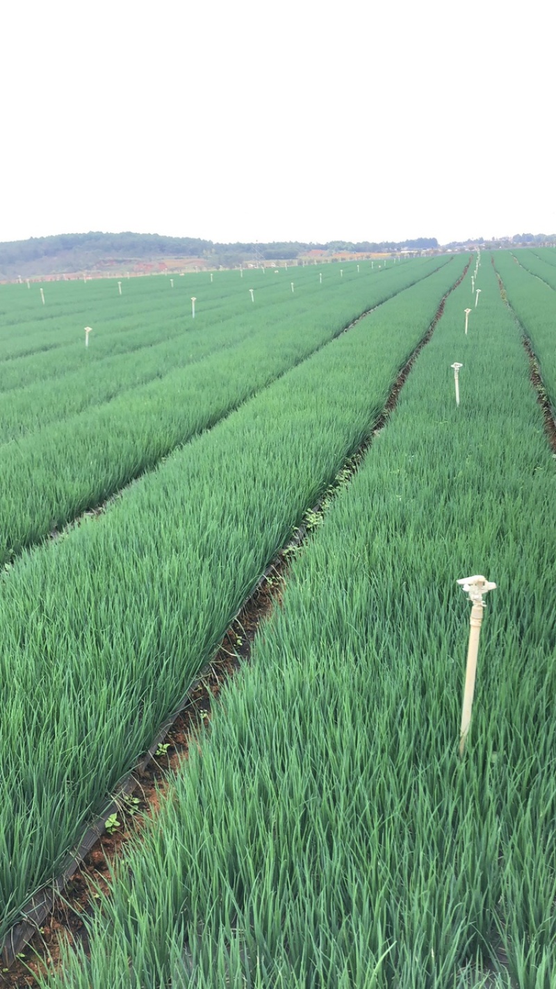 【优质】云南香葱基地产地直销，量大从优，欢迎看货！