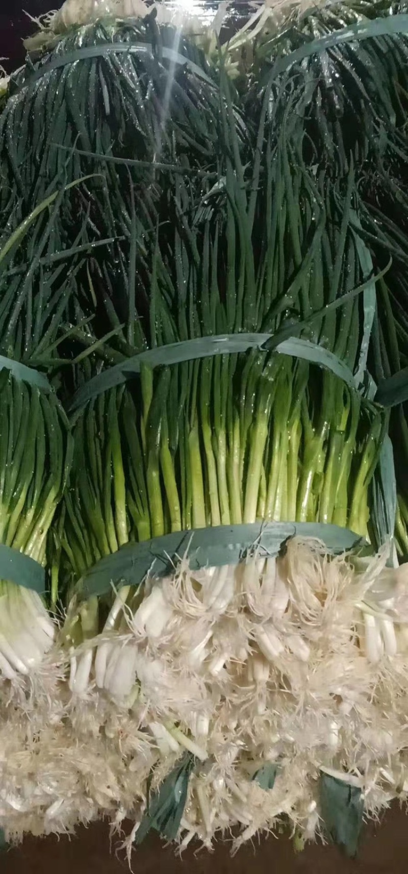 【优质】云南香葱基地产地直销，量大从优，欢迎看货！