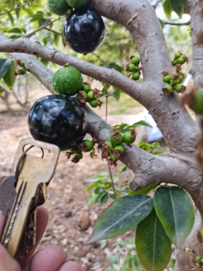 大果福崗嘉宝果树葡萄
