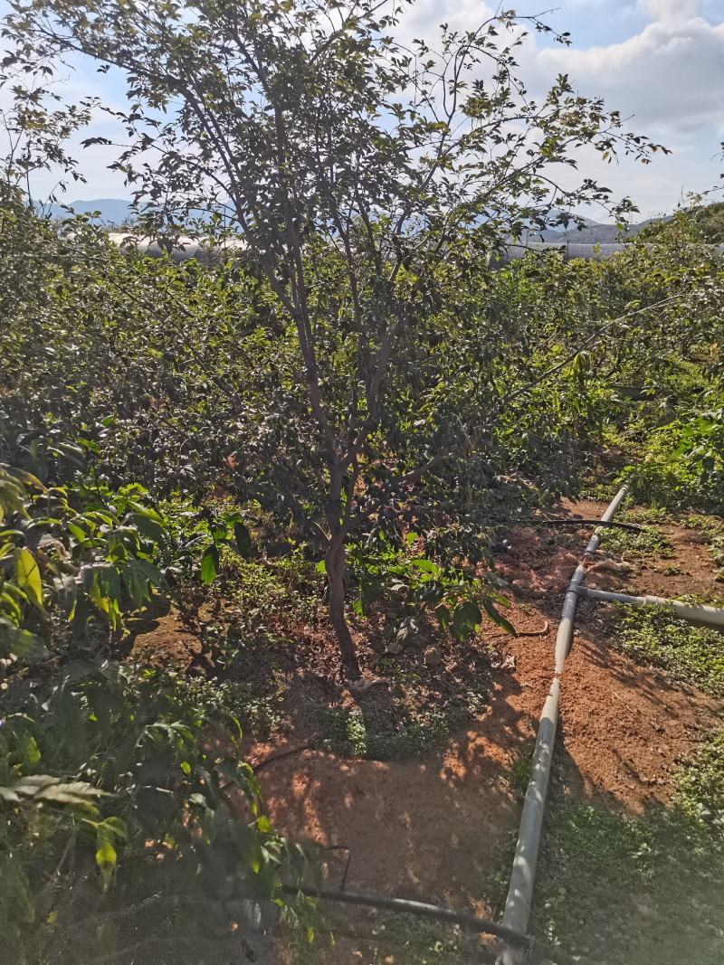 大果福崗嘉宝果树葡萄
