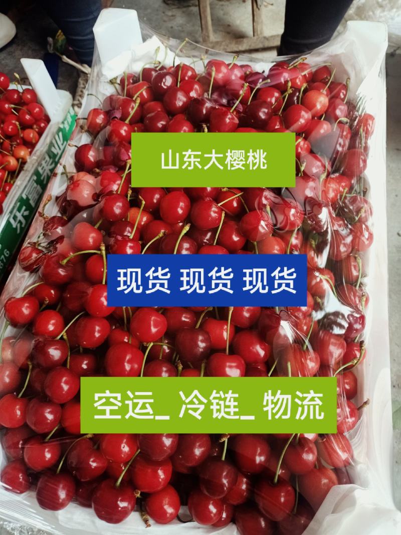 现货山东大樱桃、美早、萨米拖、布鲁克斯、红灯、早大果等=