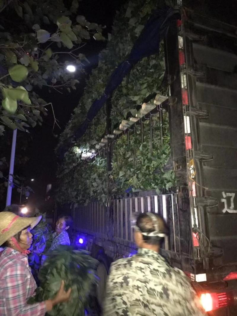 西瓜红.龙薯九号苗大量供应苗子漂亮