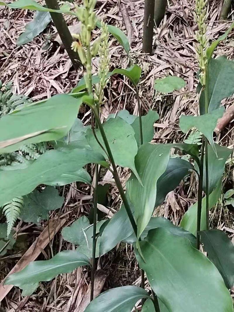 箭杆风，山姜根，天然生长