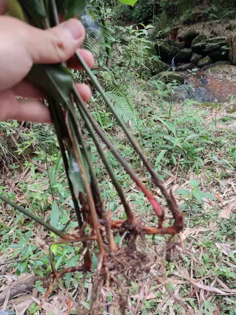 箭杆风，山姜根，天然生长
