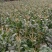 白糯玉米，基地直供，数量有限，定金留货，预定从速价格随行