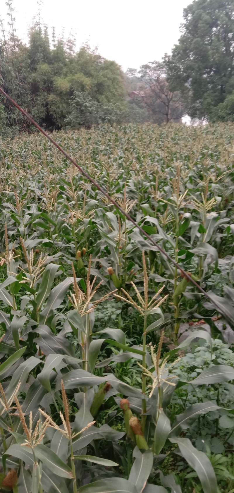 白糯玉米，基地直供，数量有限，定金留货，预定从速价格随行