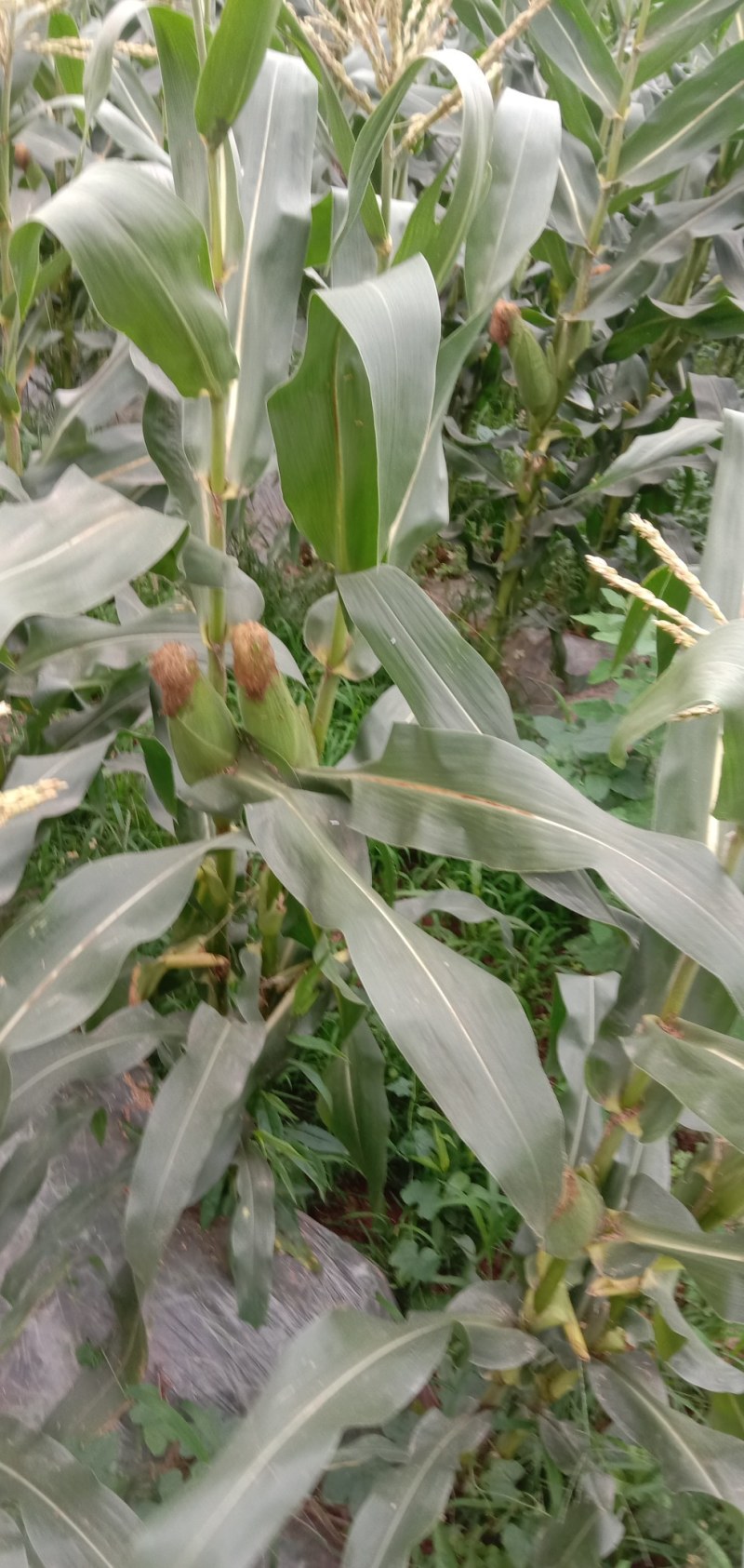 白糯玉米，基地直供，数量有限，定金留货，预定从速价格随行