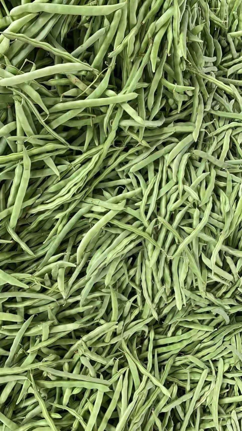 紫花油豆