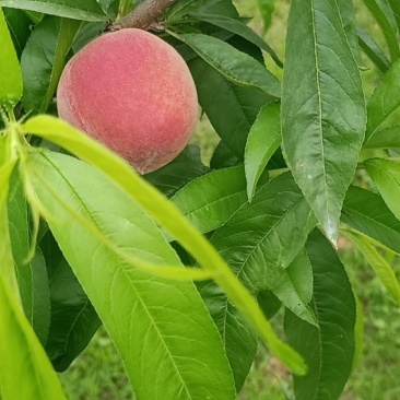 湖北枣阳桃子