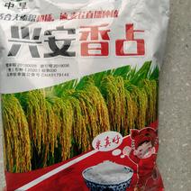 长粒香米，米好吃，虾田专用水稻，旱直播，水直播均可