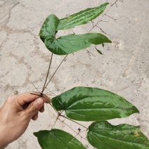 淫羊藿，天然石壁生长，药用价值高