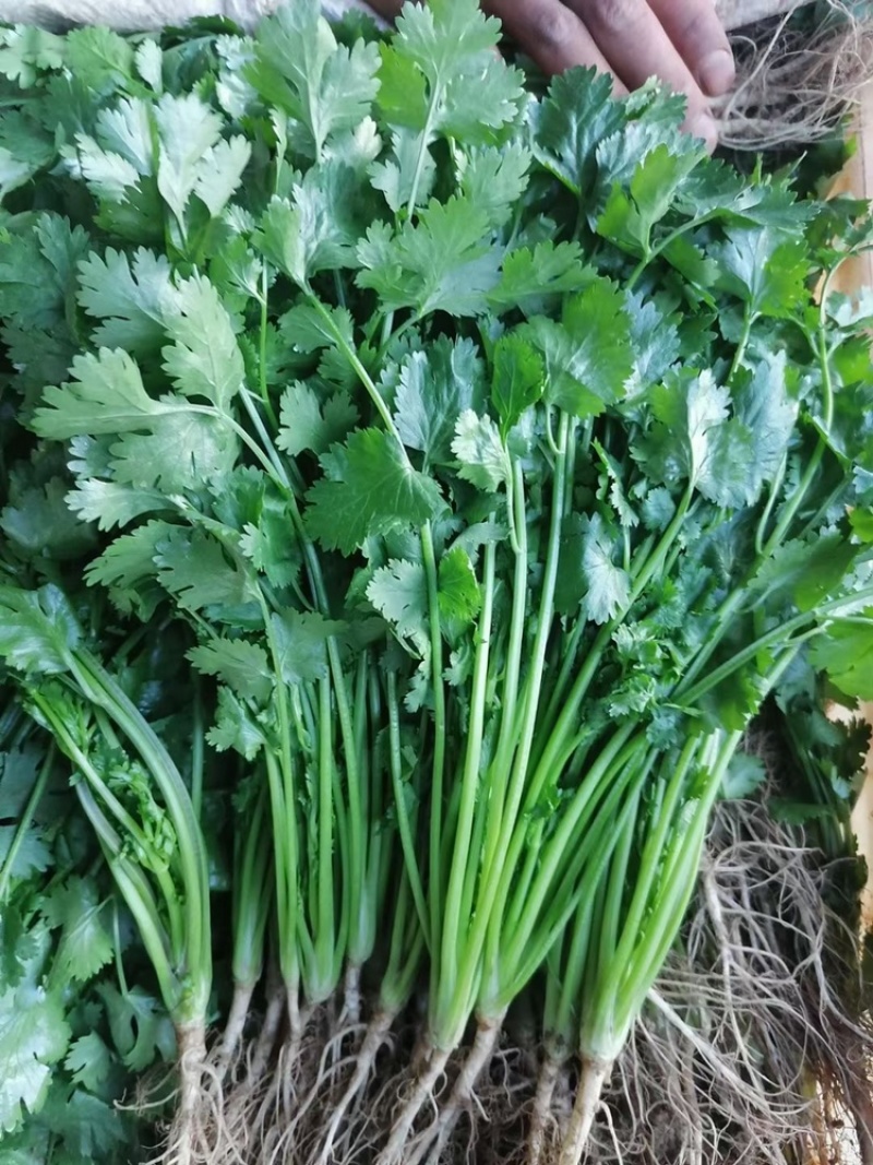 【精选】云南大叶香菜，供应货量充足，产地直发，欢迎采购