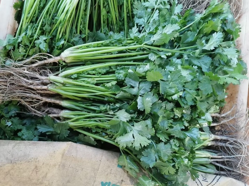 【精选】云南大叶香菜，供应货量充足，产地直发，欢迎采购